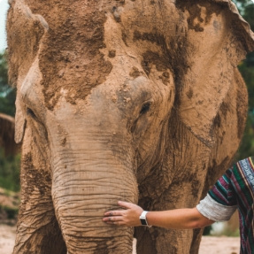 Elephant Jungle Sanctuary Tour