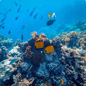 Rest & Relax at Coral Island