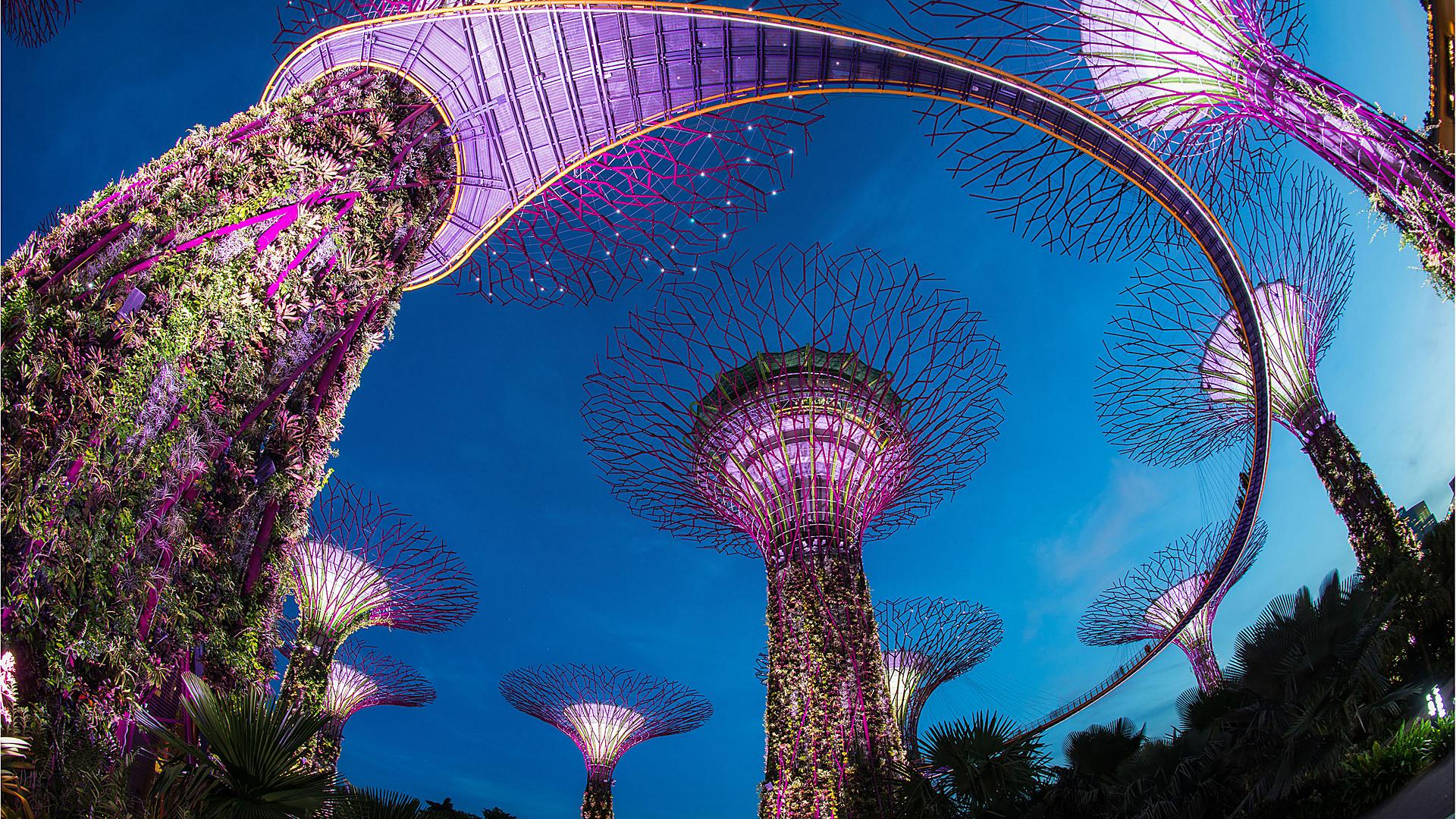 singapore supertree garden by the bay night