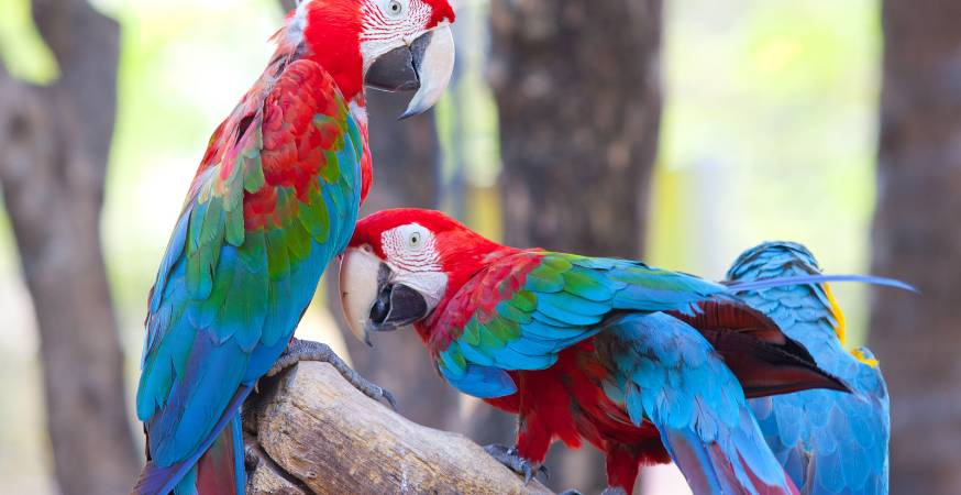 Singapore Zoo