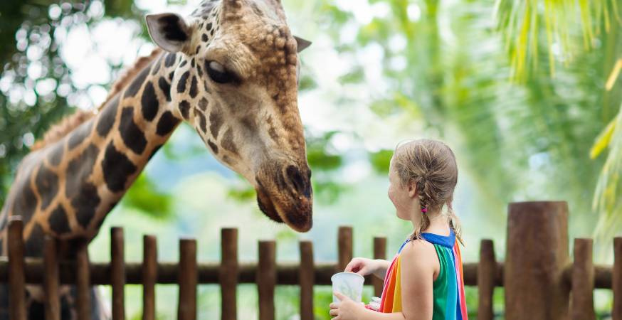 Singapore Zoo